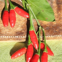 PEPERONCINO DIAVOLICCHIO