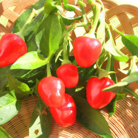 PEPERONCINO EUREKA