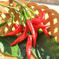 PEPERONCINO FUOCO DELLA PRATERIA