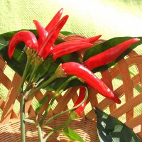 PEPERONCINO FUOCO DELLA PRATERIA