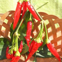 PEPERONCINO FUOCO DELLA PRATERIA