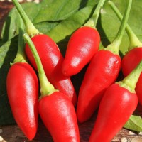 PEPERONCINO JALAPENO MESSICANO ROSSO