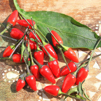 PEPERONCINO FUOCO NERO