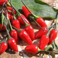 PEPERONCINO FUOCO NERO