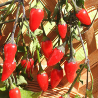 PEPERONCINO FUOCO NERO