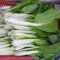 CAVOLO CINESE PAK CHOI