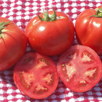 POMODORO MARMANDE