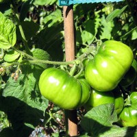 POMODORO MARMANDE