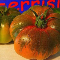 POMODORO MARMANDE