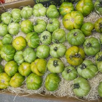 POMODORO COSTOLUTO VERDE