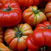 POMODORO COSTOLUTO