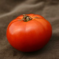 POMODORO MARMANDE