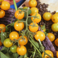 POMODORO CILIEGIA GIALLO F1