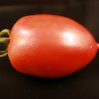 POMODORO DATTERINO F1