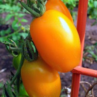 POMODORO DATTERINO GIALLO