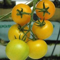 POMODORO GIALLO INVERNALE