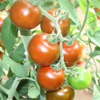 POMODORO NERO DI CRIMEA F1