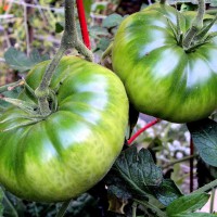 POMODORO INSALATARO AMBIZIOSO F1