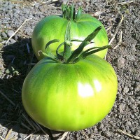 POMODORO INSALATARO F1