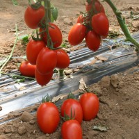 POMODORO OVALE DA CONSERVA F1