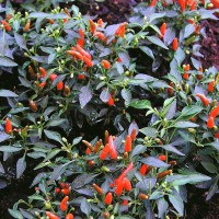 PEPERONCINO FUOCO DELLA PRATERIA