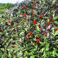 PEPERONCINO FUOCO NERO