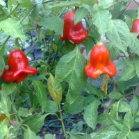 PEPERONCINO LANTERNA O CAPPELLO DEL VESCOVO