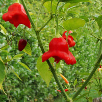 PEPERONCINO LANTERNA O CAPPELLO DEL VESCOVO