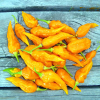 PEPERONCINO FATALII YELLOW