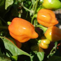 PEPERONCINO JAMAICAN HOT PEPPER