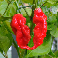 PEPERONCINO NAGA JOLOKIA