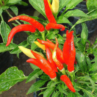 PEPERONCINO GUARDA IN SU ROSSO