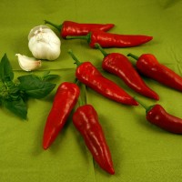 PEPERONCINO JALAPENO MESSICANO