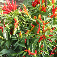 PEPERONCINO FUOCO DELLA PRATERIA