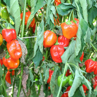 PEPERONCINO HABANERO ROSSO