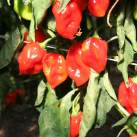 PEPERONCINO HABANERO ROSSO