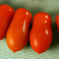 POMODORO MINI SAN MARZANO F1