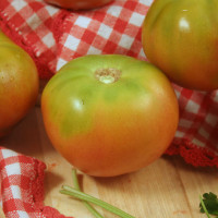 POMODORO PANTANO