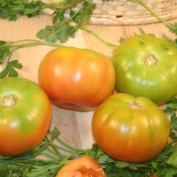 POMODORO PANTANO