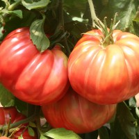 POMODORO COSTOLUTO ROSA