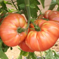 POMODORO COSTOLUTO ROSA