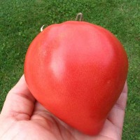 POMODORO CUOR DI BUE