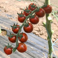 POMODORO CILIEGIA TIGRATO