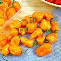 PEPERONCINO HABANERO ORANGE