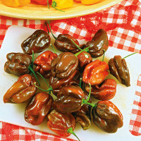 PEPERONCINO HABANERO CHOCOLATE