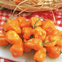 PEPERONCINO HABANERO ORANGE