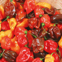 PEPERONCINO HABANERO MIX