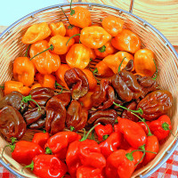 PEPERONCINO HABANERO MIX