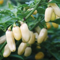 PEPERONCINO HABANERO WHITE