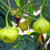 PEPERONCINO LANTERNA O CAPPELLO DEL VESCOVO